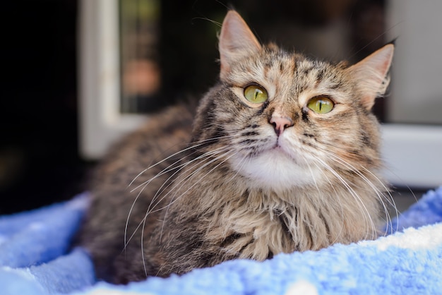 Pluizige grijsbruine kat liggend op de vensterbank