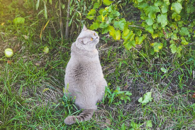 Pluizige grijze kat buitenshuis. Leuk huis huisdier.