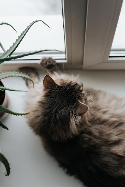 Pluizige grijze kat die op de vensterbank rust en uit het raam kijkt, binnenshuis. Bovenaanzicht nieuwsgierig huisdier.