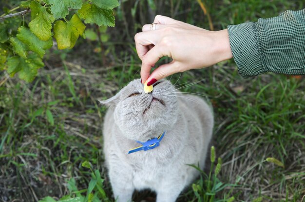 Pluizige grijze kat eet aardappelen. Schattig huis huisdier buitenshuis. Zomerse sferen.