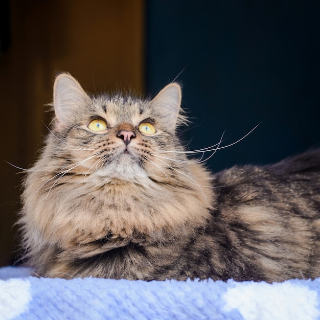 Pluizige grijze kat op het venster dat omhoog eruit ziet