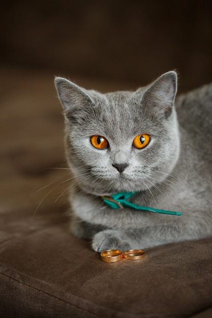 Pluizige grijze kat zit in de buurt van gouden trouwringen