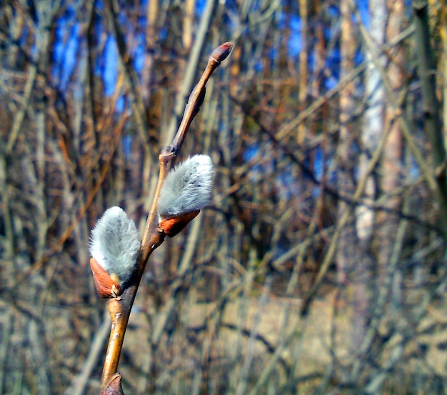 Pluizige grijze wilgenknoppen close-up tegen de achtergrond van boomtakken en blauwe lucht, lente