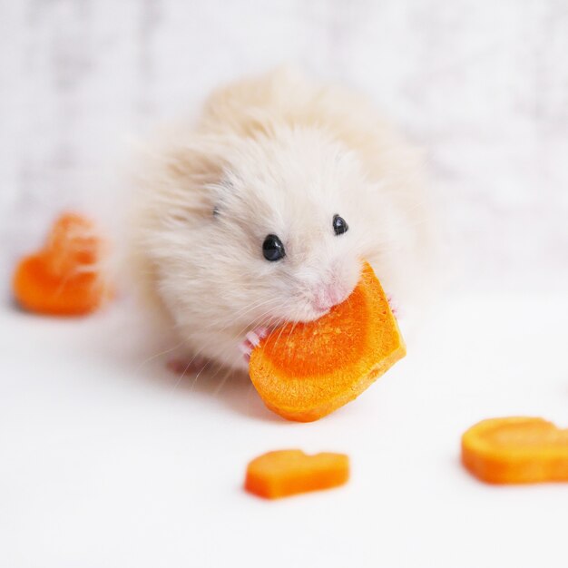 Pluizige hamster met een wortel.