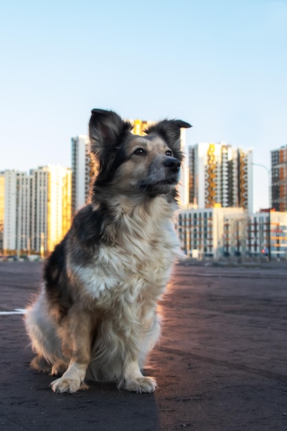 Pluizige hond zittend tegen de achtergrond van moderne hoge gebouwen