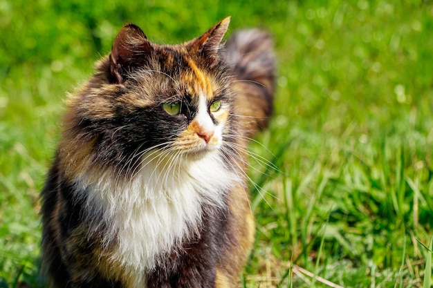 Pluizige huiskat loopt voor het eerst in de natuur op het lentegras Huisdier