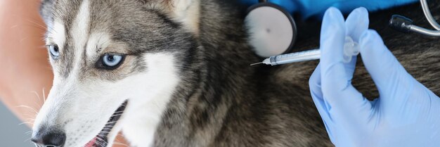 Pluizige husky hond krijgt injectie van dierenarts voor herstel