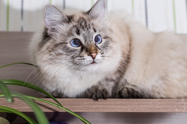 Pluizige kat ligt op een houten tafel.