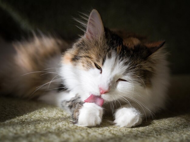 Pluizige kat likt zijn haar met zijn tong