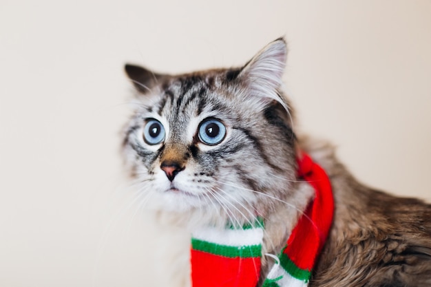 Pluizige kat met een rode sjaal om de nek met grote blauwe ogen