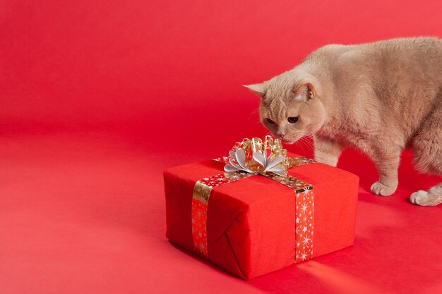 Pluizige kat met een rood cadeau