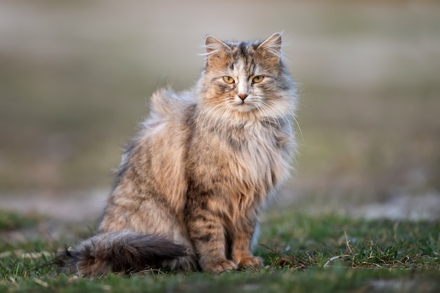 Pluizige kat met lange vacht zit 's avonds in het gras