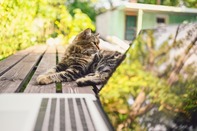 Pluizige kat op een houten tafel naast laptop