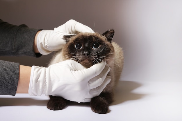 pluizige kat op een witte achtergrond