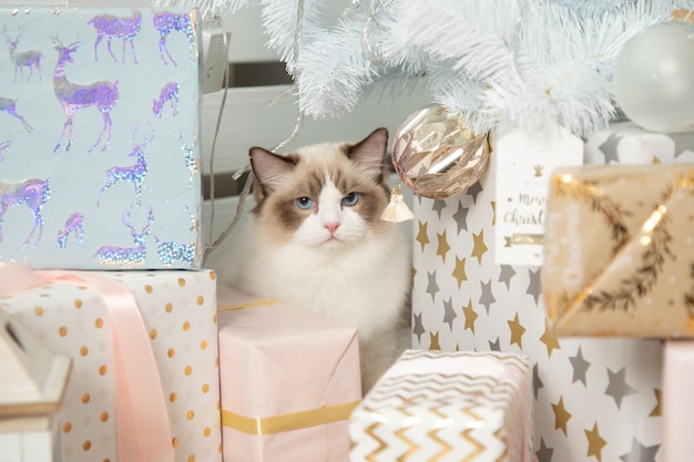 Pluizige kat Ragdoll zit tussen geschenkdozen onder de kerstboom. Katten en Nieuwjaar. Kerstcadeaus en decoraties. Blauwogige katten. Huisdecoratie. Dromen komen uit. Nieuwjaarscadeau is kat.