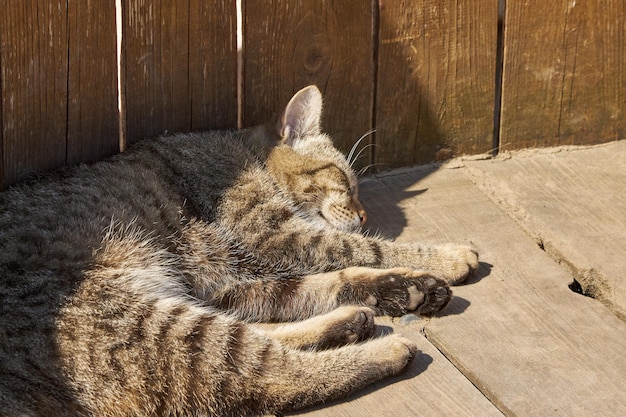 Pluizige kat slaapt op een houten vloer