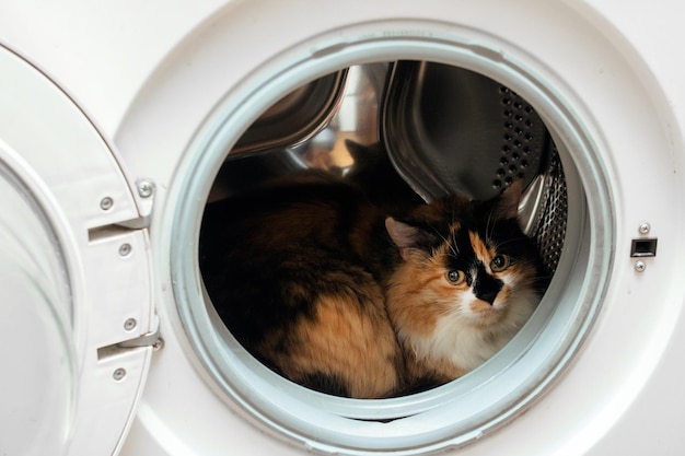 Pluizige kat zit in de wasmachine