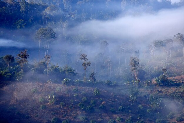 Pluizige mist over een bos in een berg