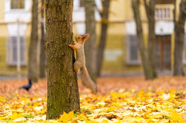 Pluizige mooie eekhoorn op een boomstam onder gele bladeren in de herfst in een stadspark