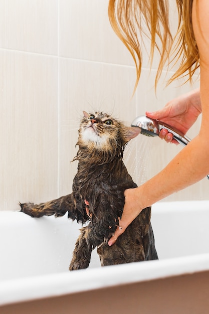 Pluizige natte kat in de badkamer neemt een douche