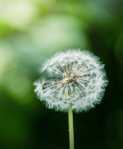 pluizige paardebloem in de zon bokeh achtergrond