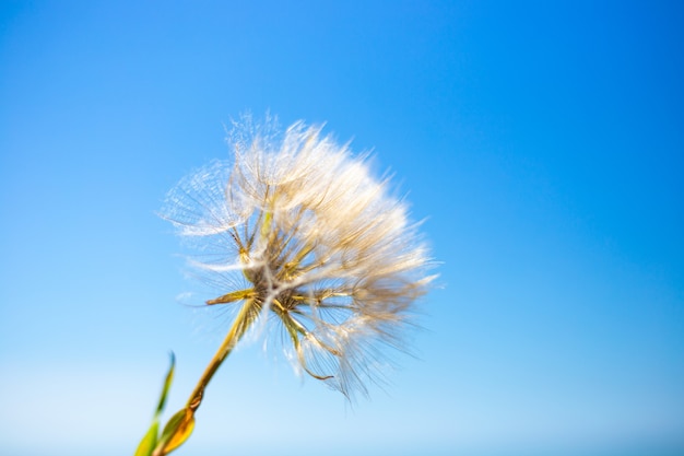 Pluizige paardebloem tegen de blauwe lucht. Zaden vliegen in de wind.