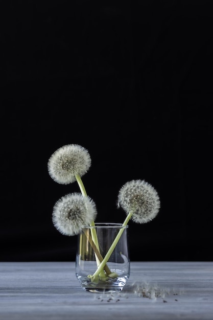 Pluizige paardebloemen in een transparant glas op een zwarte achtergrond