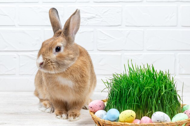 Pluizige paashaas met een mand met beschilderde paaseieren en groen gras tegen een witte bakstenen muur Selectieve aandacht Pasen concept