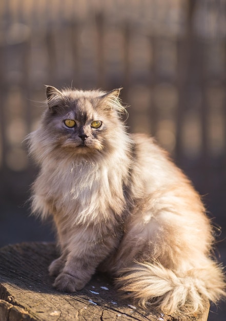 Pluizige Perzische kat