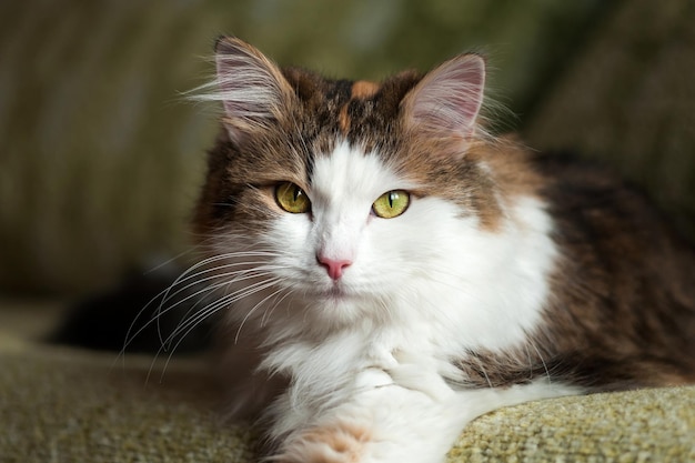 Pluizige rode kat die in fel zonlicht rustxA