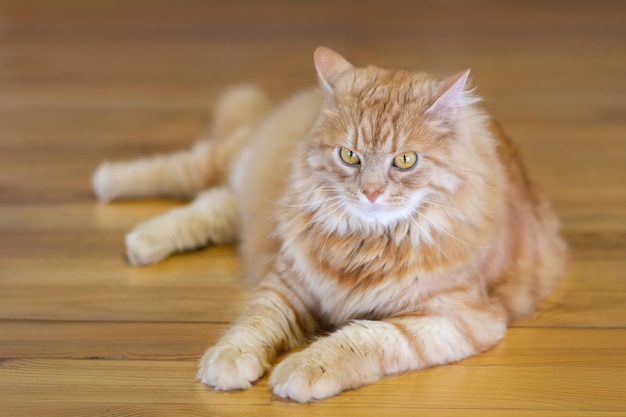 Pluizige rode kat met groene ogen op de parketvloer