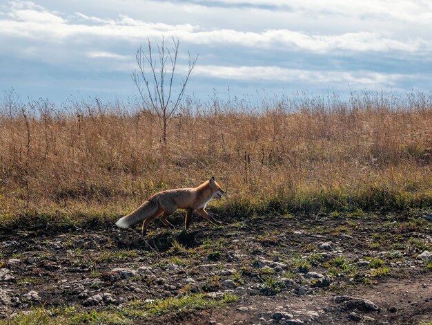 Foto pluizige rode vos loopt langs het pad langs het herfstveld een wilde vos op een herfstveld