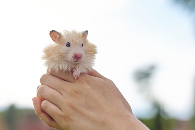 Pluizige roodbeige syrische hamster in de handen van een meisje