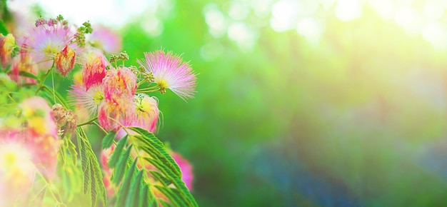 Foto pluizige roze bloemen en groene bladeren van japanse acacia, concept van de lente, idee van de zomer, abstract beeld van de natuur, macrofotografie met onscherpe achtergrond en vrije ruimte voor tekst