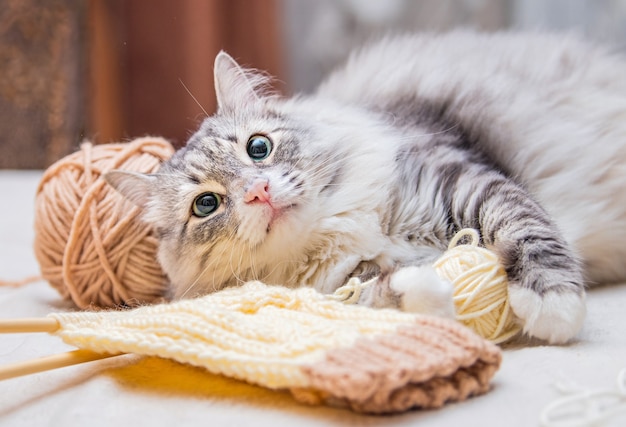 Pluizige schattige grijze kat speelt plezier met ballen van garen verwarde draden, ligt tussen de strengen