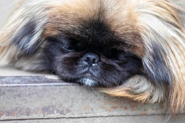 pluizige schattige hond rode Pekinees is heel schattig stock