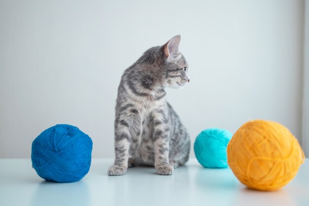 Pluizige schattige huiskat met oranje en blauwe kluwen van draad op een witte tafel op een grijze muurachtergr...