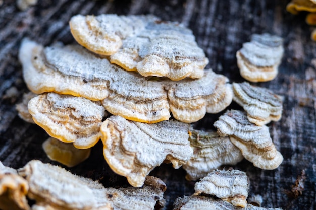 Pluizige schimmels bedekken de stam van een steeneik