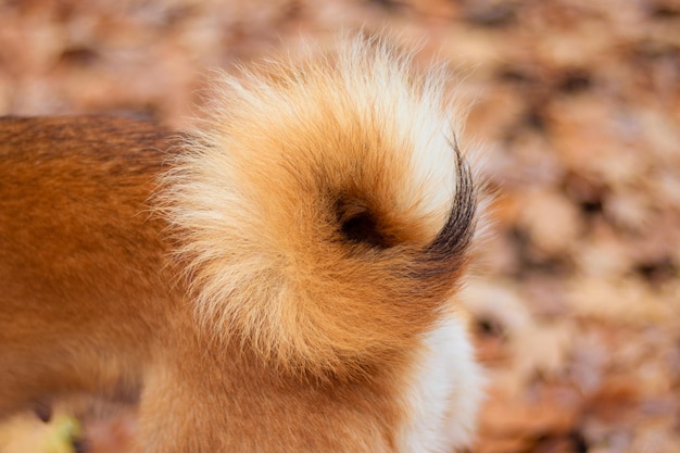 Pluizige staart van de Japanse Shiba Inu-hond Hondenstaart donut Hondenbonttextuur Shiba inu pets