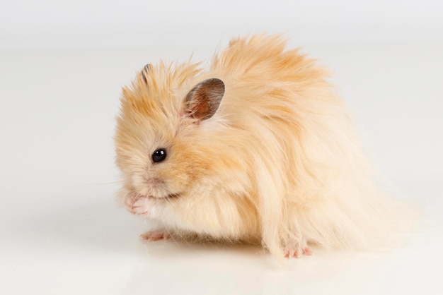 Pluizige Syrische hamster op een lichte achtergrond