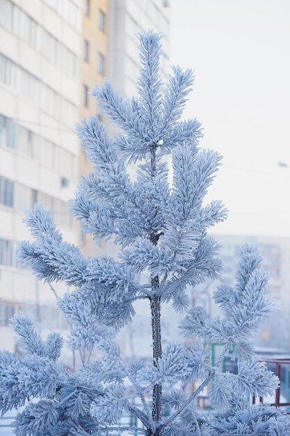 Pluizige takken van een boom bedekt met sneeuw en rijp op een koude dag