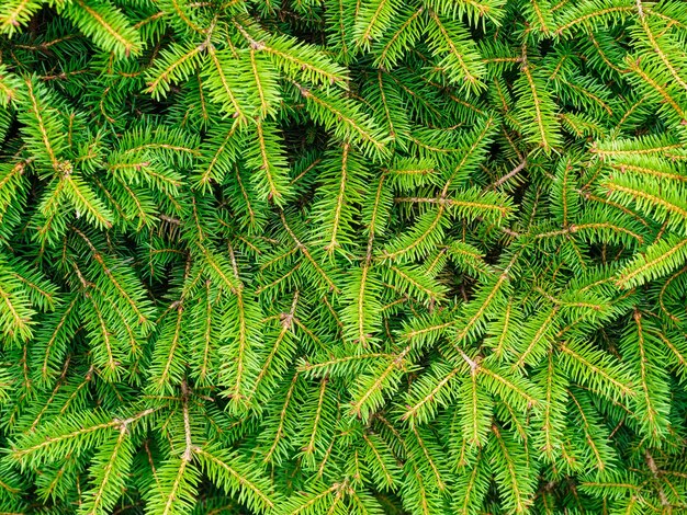 Pluizige takken van groene sparren in het bos close-up bovenaanzicht