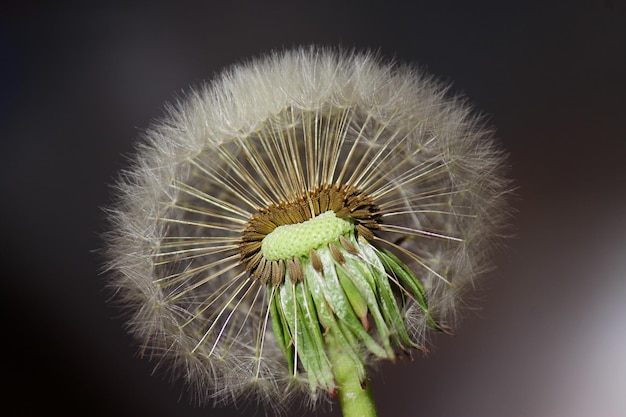 Pluizige textuur van een witte paardebloem bloem close-up Het concept van kwetsbaarheid lentetijd