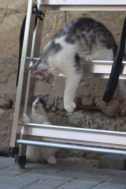 pluizige twee grijswitte katten op een zonnige dag die aan de muur van het huis spelen bij de ijzeren trappenset