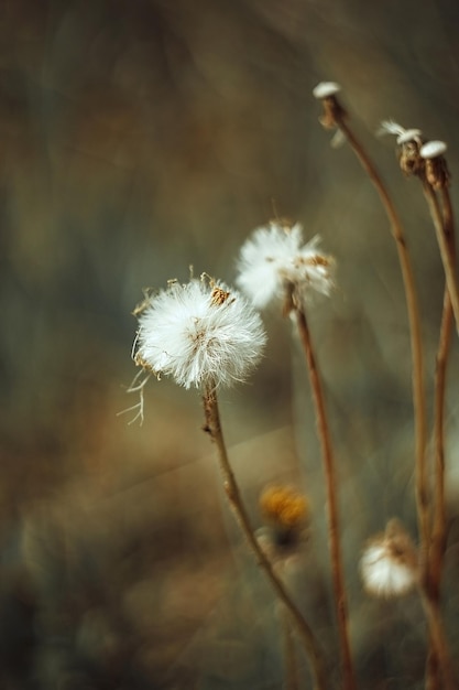 Pluizige witte bloem herfst paardebloem herfst hawkbit