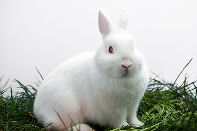 Pluizige witte konijnzitting op gras