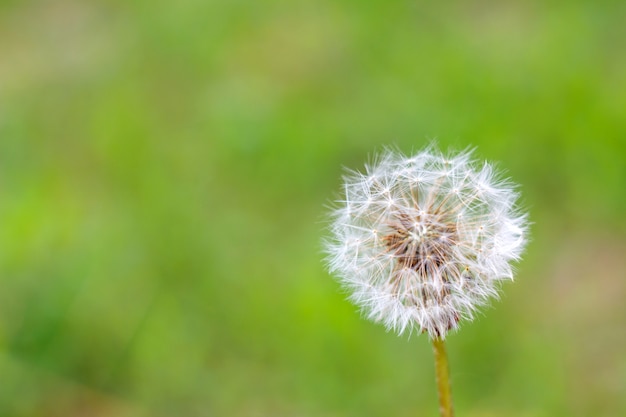 Pluizige witte paardebloem op groene achtergrond.