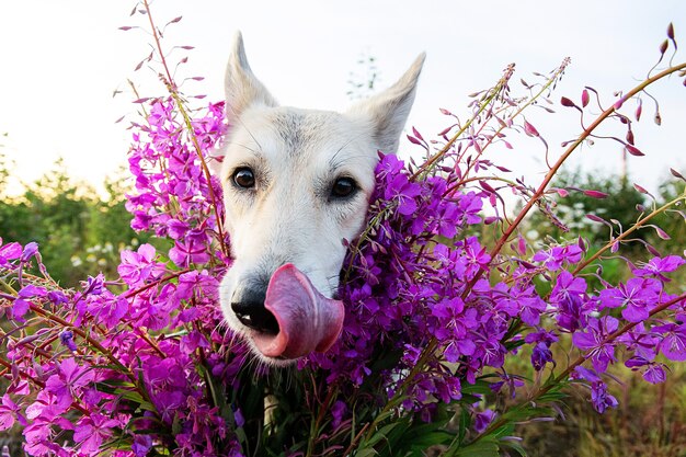 Pluizige wolfshond die naar de camera kijkt terwijl hij in de buurt van levendige verse bloemen staat, rustend in een groen veld