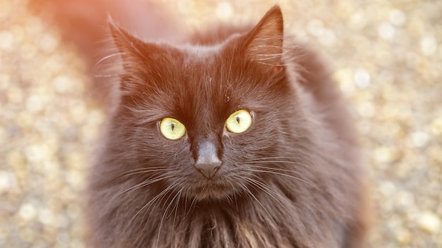 Pluizige zwarte kat met groene ogen zit op grondbewegende oren