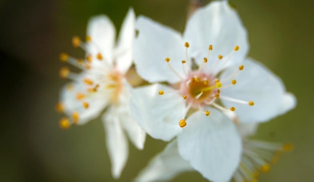 被写界深度が浅い春の梅の花のマクロ写真